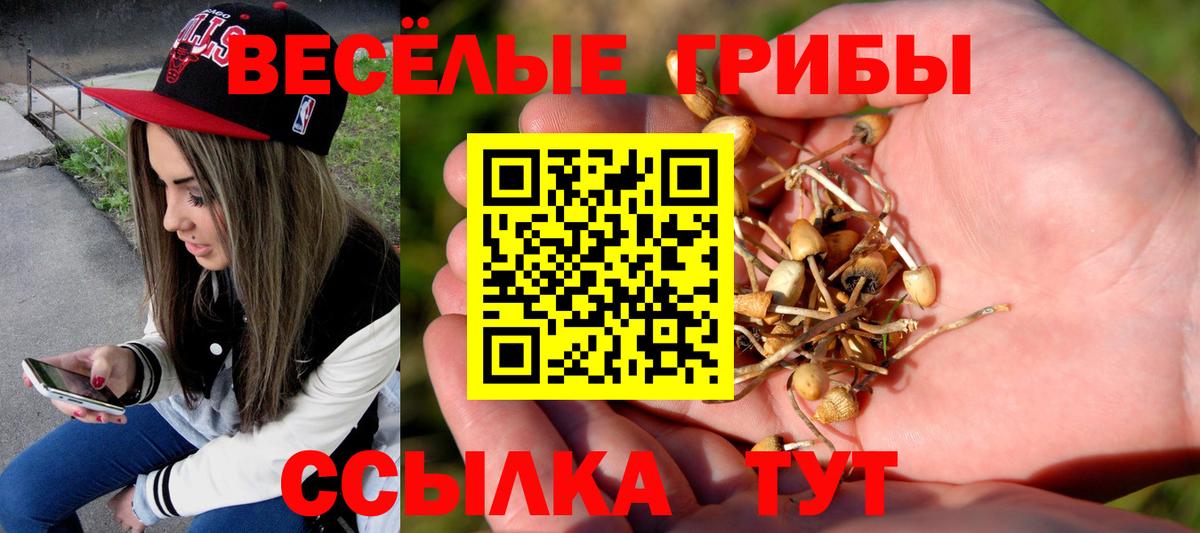 Мыски  Галлюциногенные грибы Psilocybine cubensis  Вход с VPN 